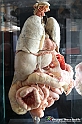VBS_2746 Organi digestivi - Mostra Body Worlds
